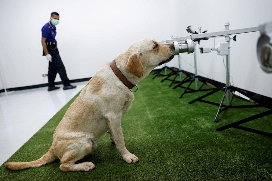 Chó Thái Lan được huấn luyện đánh hơi COVID-19, độ chính xác 95% 